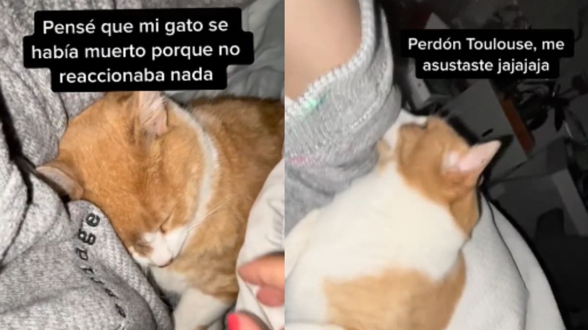 Video: Gato se hace el "muerto" y le da gran susto a su dueña