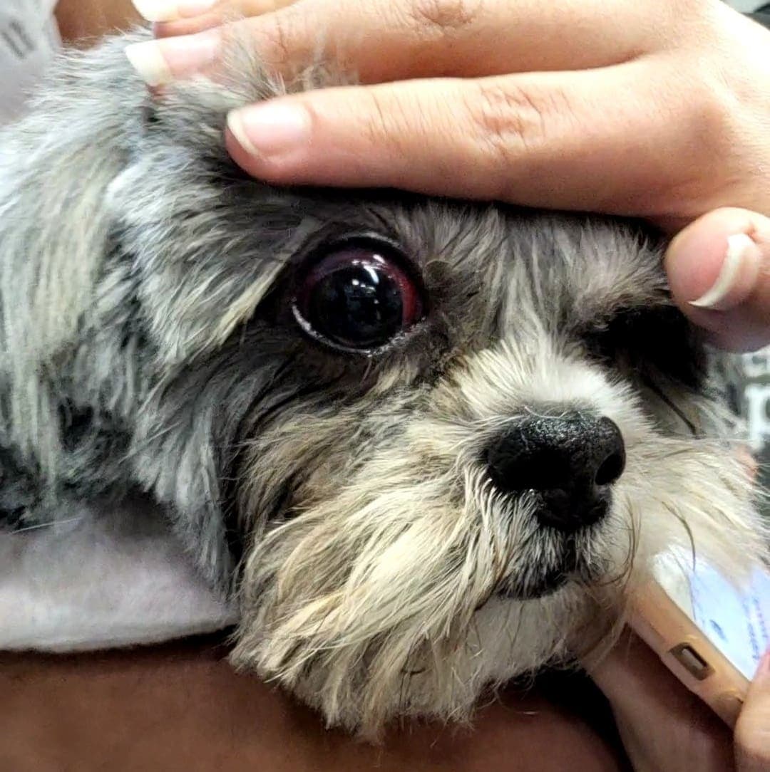 VIDEO: Petco le corta ojo a perrita y no se hace responsable