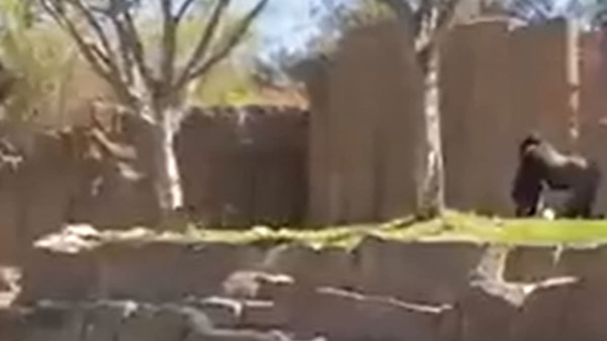 VIDEO: Perro callejero se mete a recinto de los gorilas en un zoológico
