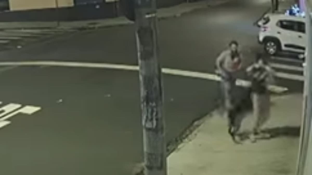 Rottweiler salta de un auto en movimiento y ataca a familia que se paseaba con su perro e hijo