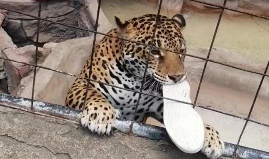 Video: Jaguar lesiona con un zarpazo a menor en el zoológico de León, Guanajuato