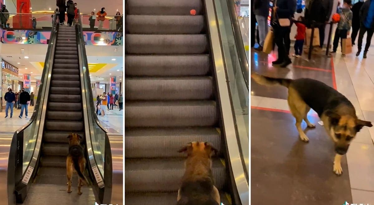 VIDEO: Perrito usa escaleras mecánicas para jugar con personas en un centro comercial