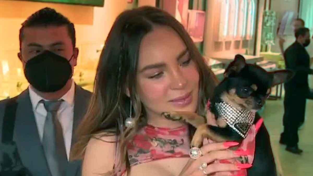 Chihuahua de Belinda luce collar de 11 mil pesos y tiene guardaespaldas
