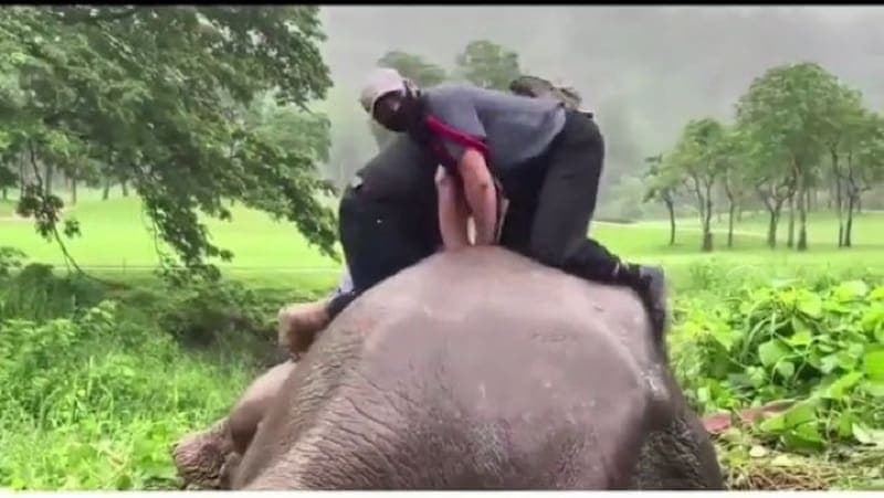 Video: Rescatan y reviven a elefanta tras caer en pozo al tratar de salvar a su cría