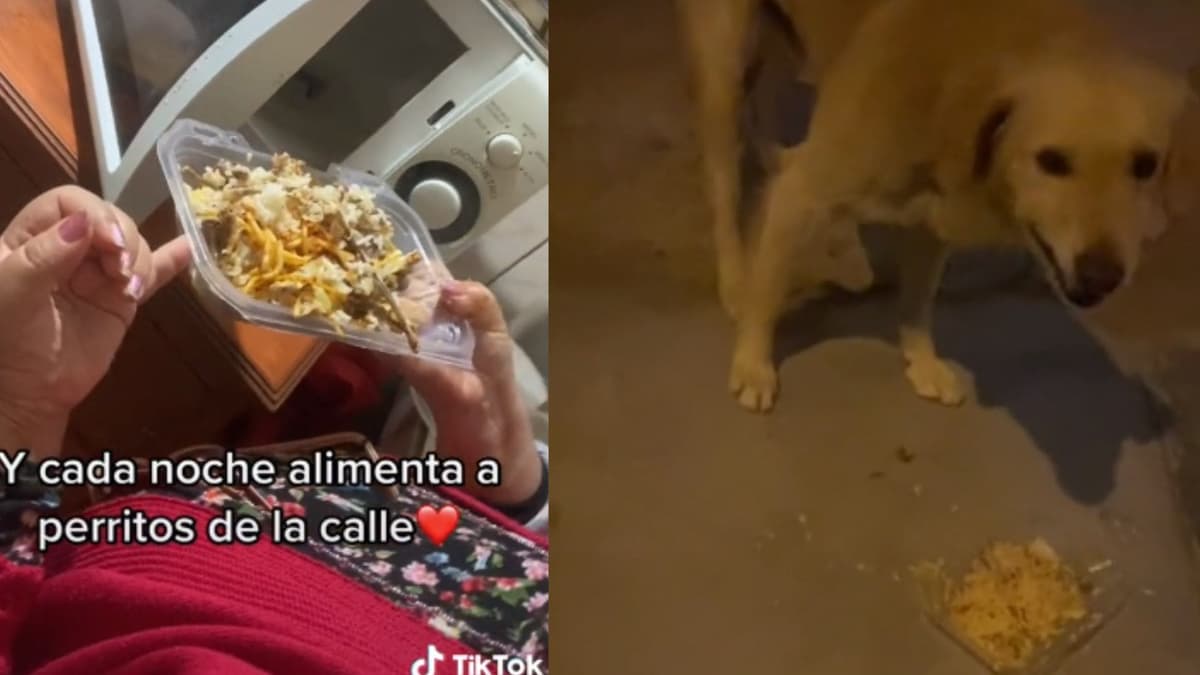VIDEO: Mujer reúne comida y sale a repartirla a perritos de la calle