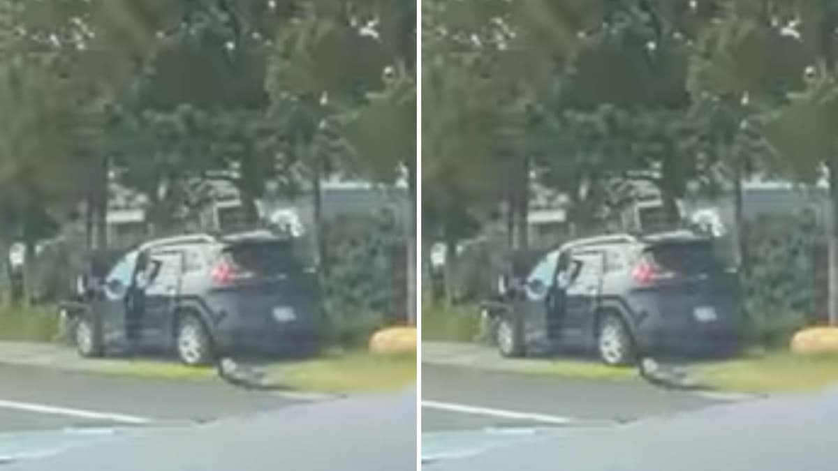 Tortuga cruzaba una carretera y provocó choques entre 3 autos