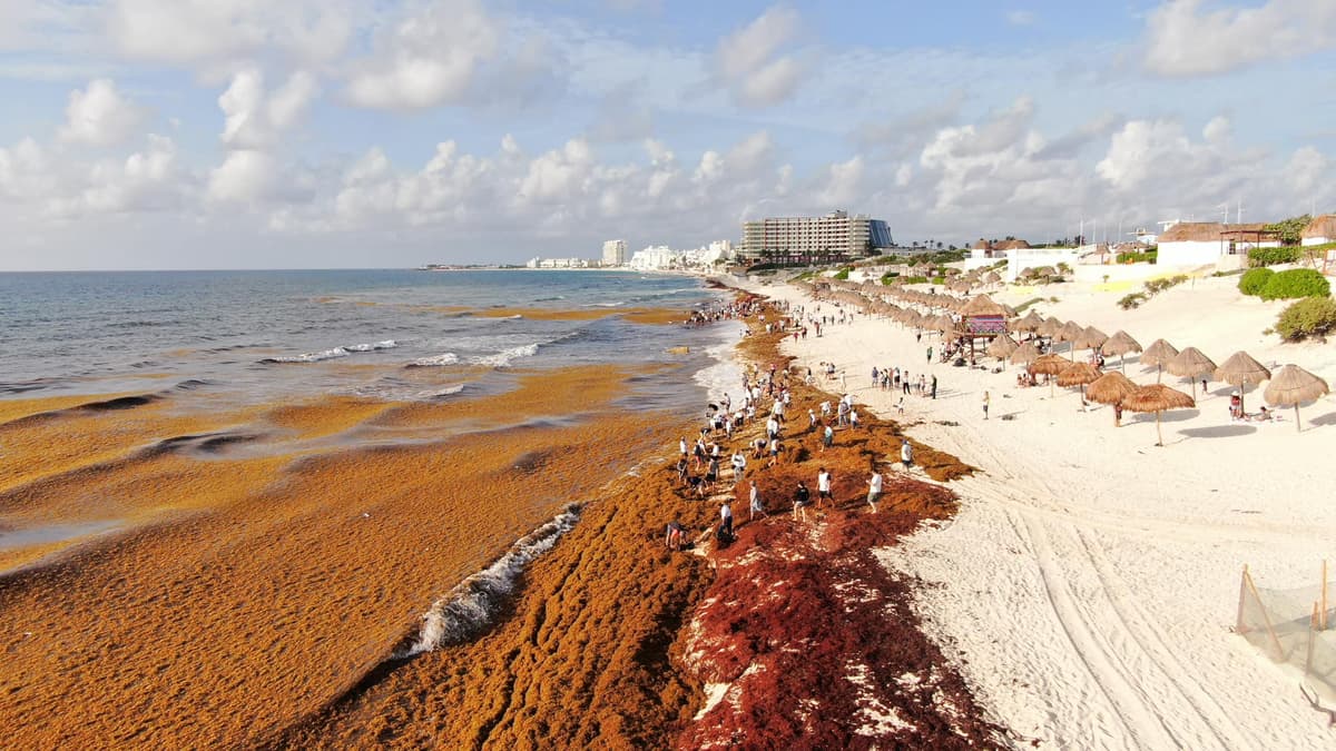 Cinco empresas persiguen permisos para transformar el sargazo en Quintana Roo