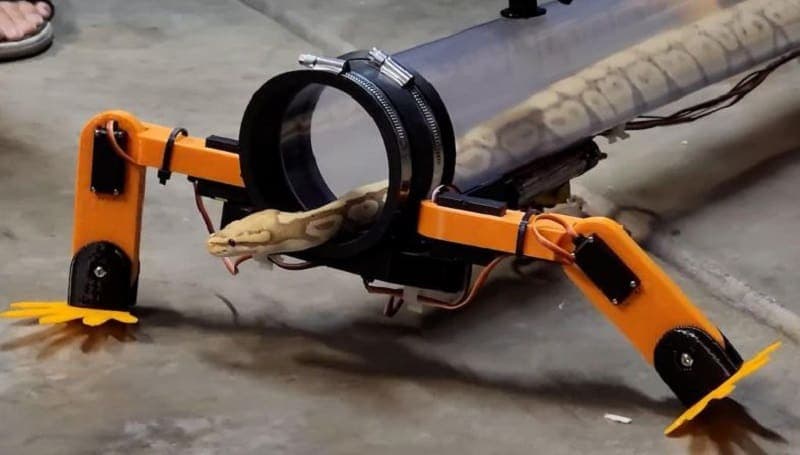 Video: Mira cómo una serpiente camina usando piernas robóticas