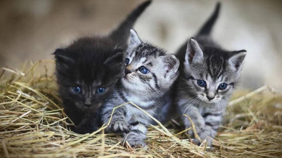 Día Internacional del Gato: ¿Por qué se celebra tres veces al año a los 'michis'?