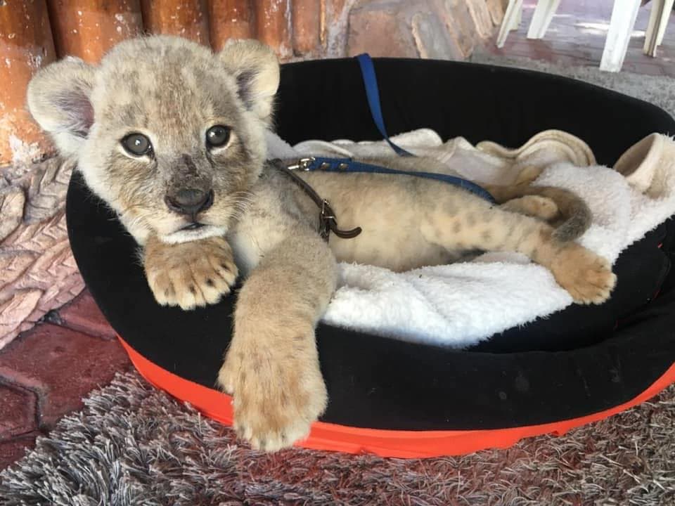 ¡SOS! Tras clausura de Animalandia Maya, animales exóticos quedaron encerrados en local de la 5ta Avenida