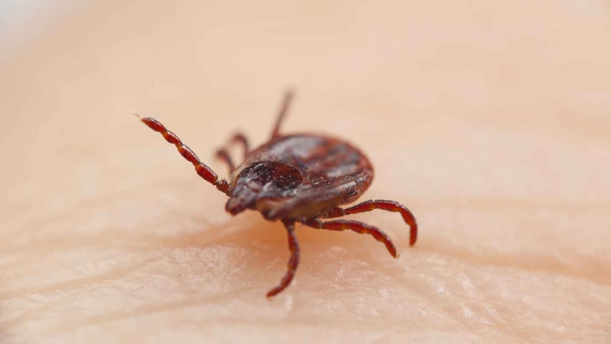 Fallece niña de cuatros años tras picadura de garrapata en Chihuahua