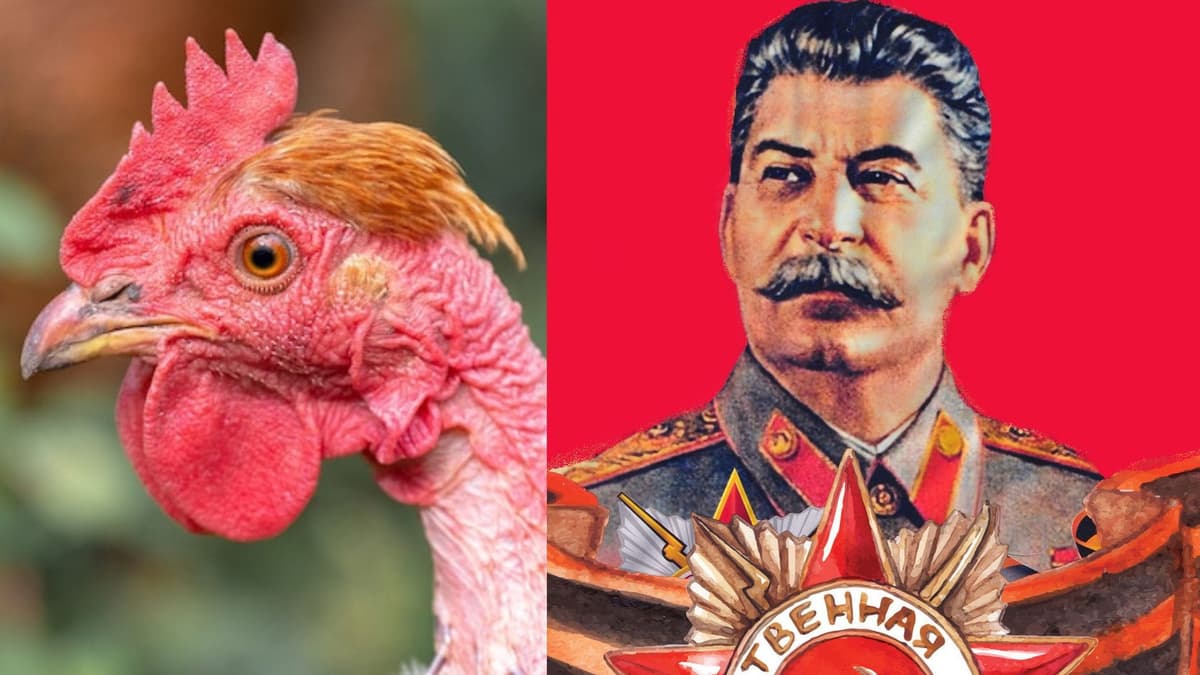 La fábula de Stalin y la gallina desplumada, ¿fue real?
