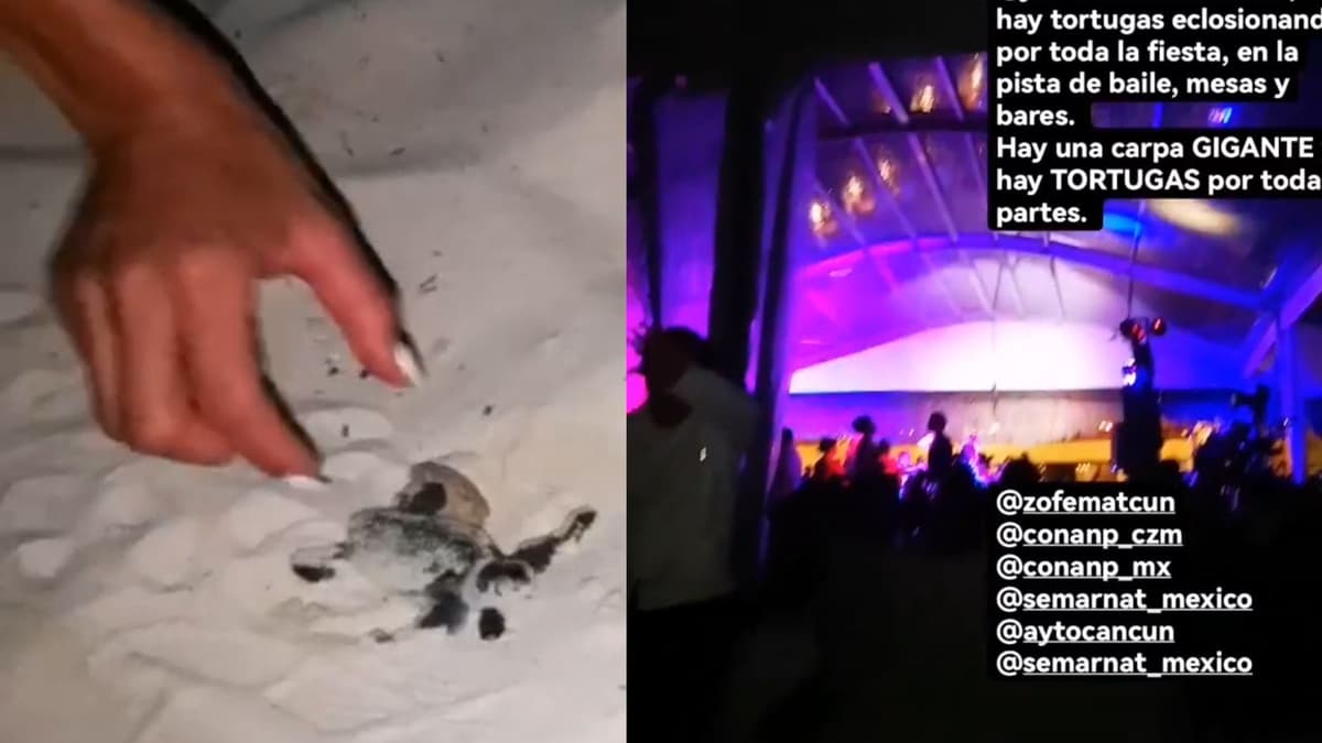 VIDEO: Reportan eclosión de miles de tortugas durante fiesta en playa de Cancún