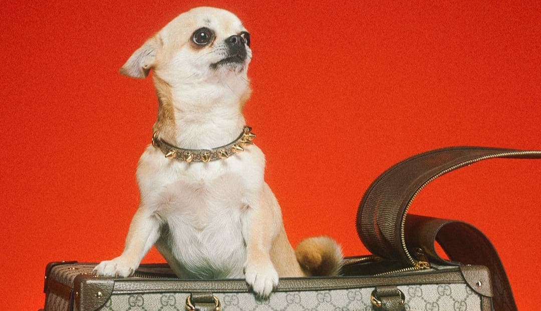 Influencer realiza colecta para comprarle correas Gucci a sus perros