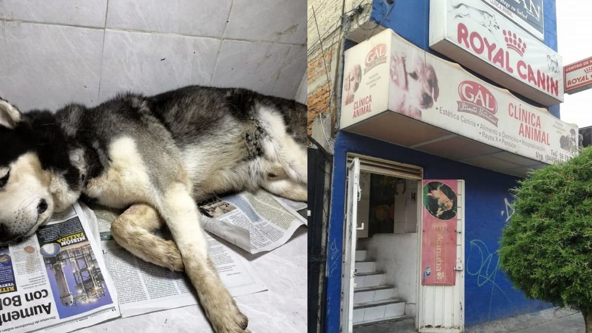Acusan a guardería canina por muerte de husky; usaron tranquilizantes para dormirlo