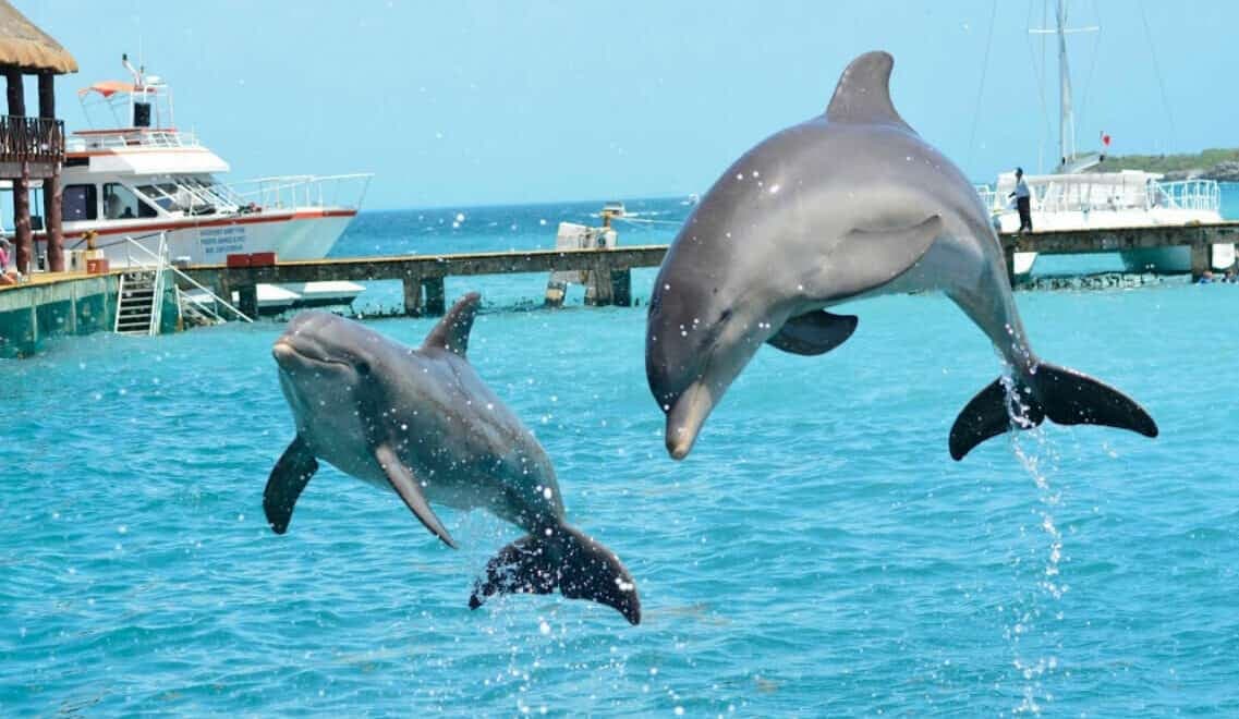 Defensores de delfinarios piden a senadores desechar iniciativa que prohíbe reproducción de delfines en cautiverio