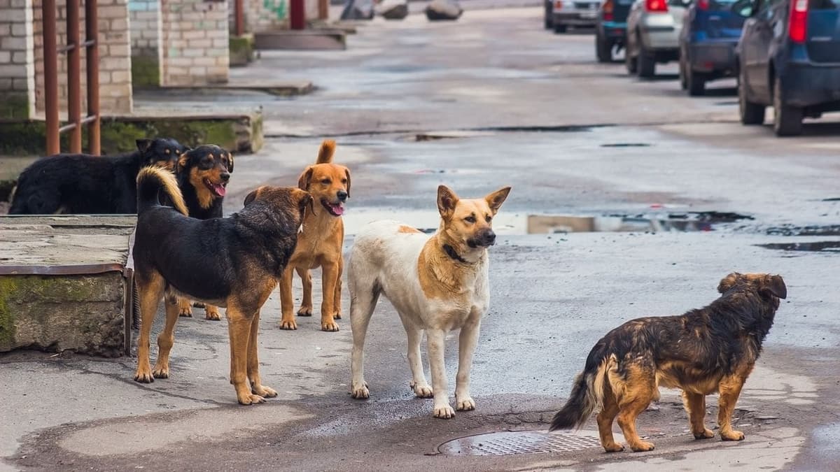 Mujer y sus cuatro perros mueren envenenados en Guanajuato