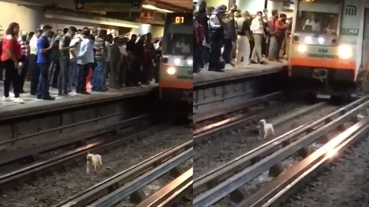 VIDEO: Perrito corre para no ser arrollado por convoy del metro en línea B