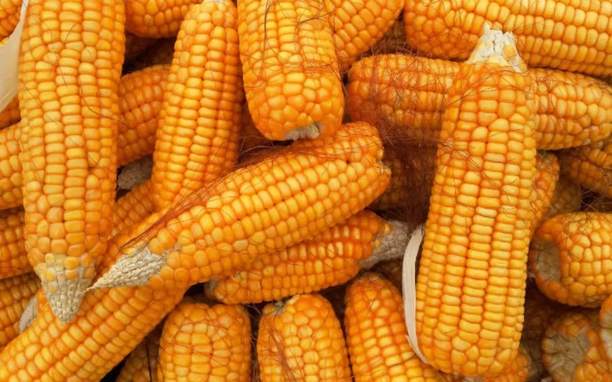 El maíz amarillo es para uso industrial, no para consumo humano: Cristina Barros