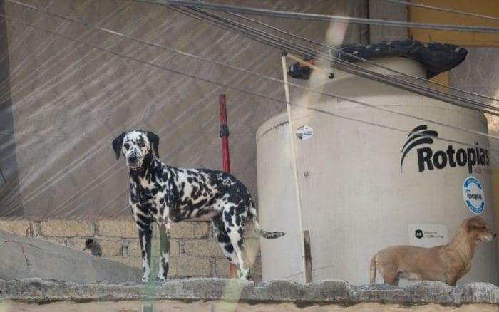 Policías salvan a perrito atado en azotea de morir ahorcado tras resbalarse