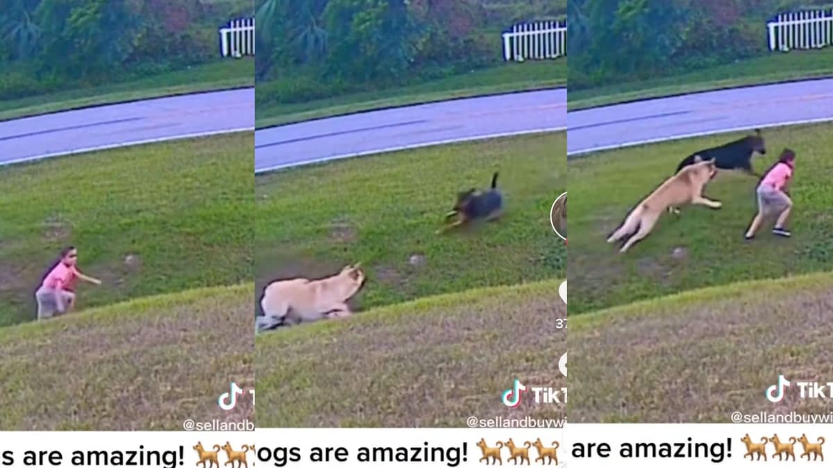 VIDEO: Perro salva a niño de ser atacado por otro can