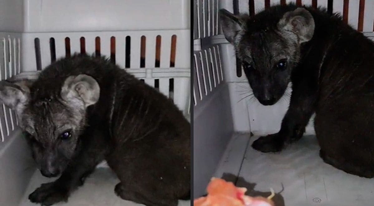 VIDEO: Adopta cachorro de 'pastor belga' y le entregan una hiena