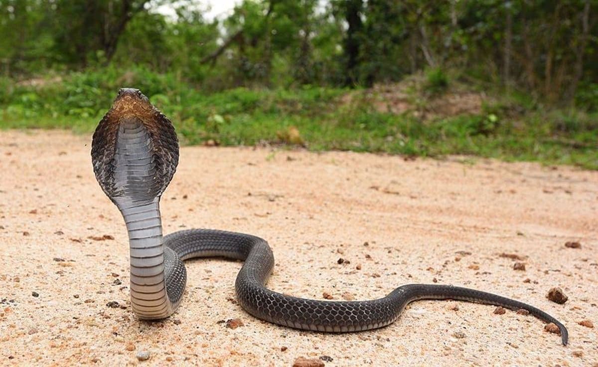 Niño de ocho años mata a una cobra de un mordisco