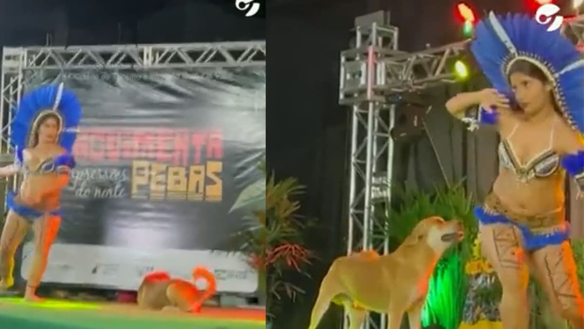 VIDEO: Cachorro se sube al escenario y se roba el show