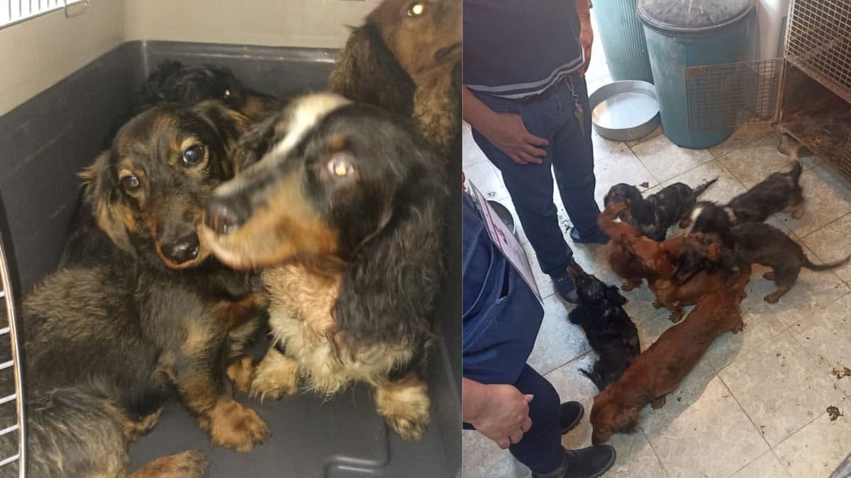 Rescatan a 18 perritos salchicha de criadero clandestino en CDMX