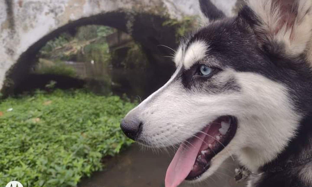 Cachorro muere baleado tras defender a su dueña de asaltantes en Veracruz