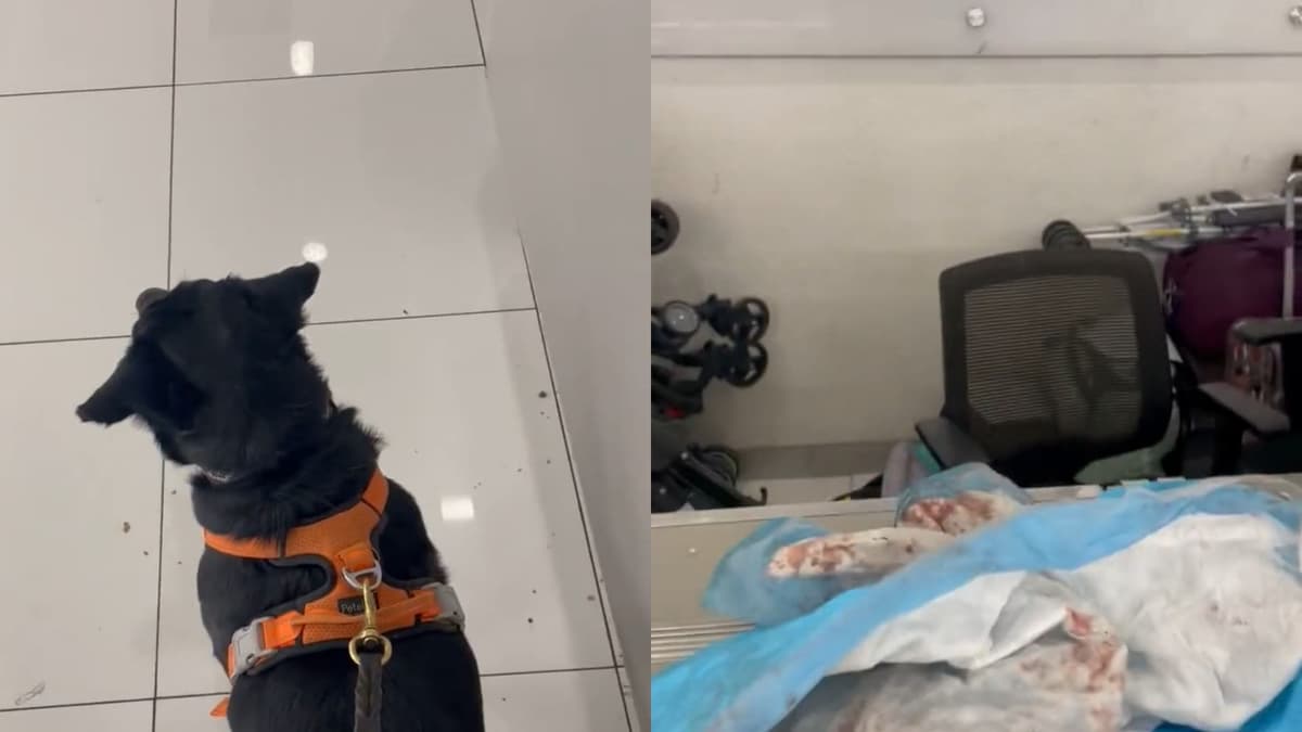 VIDEO: Emiten queja contra Volaris por regresar a un perrito ensangrentado tras un viaje