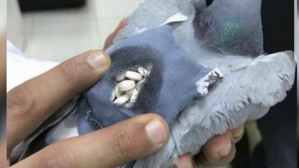 Atrapan a paloma con una 'mochilita' llena de drogas