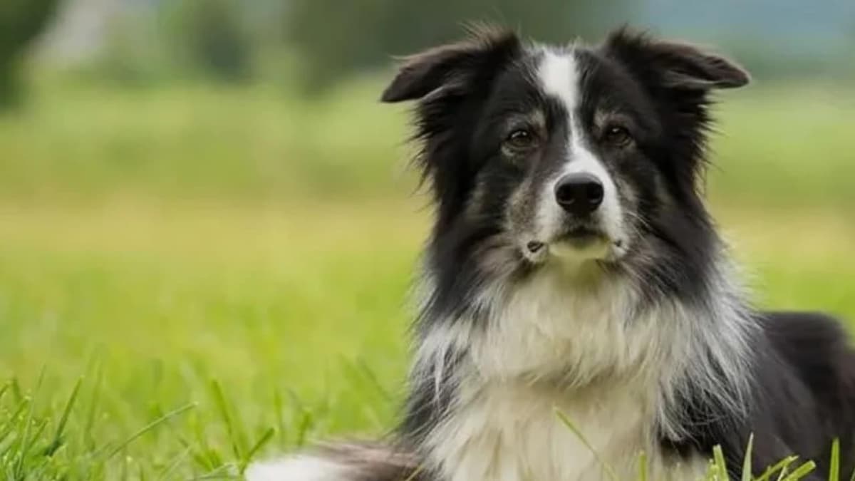 Perrito hereda 5 millones de dólares tras la muerte de su dueño