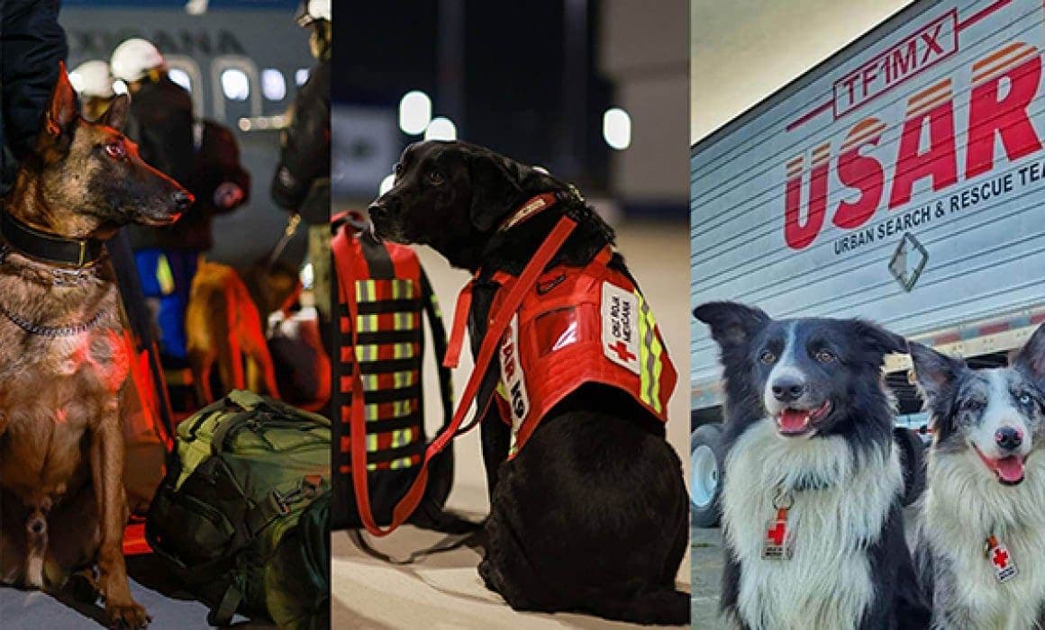 Rex, July, Ecko y Timba: Ellos son los perritos rescatistas de México que apoyarán a Turquía tras terremoto