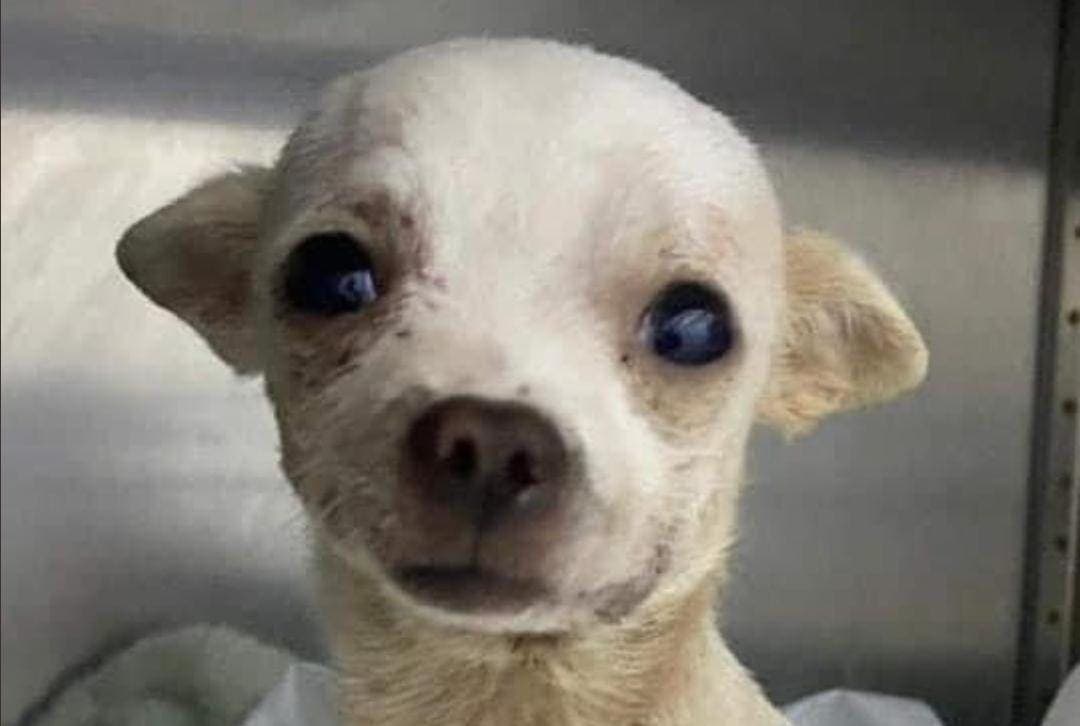 Conoce a Pincky, valiente perrito lesionado al defender su hogar durante un robo