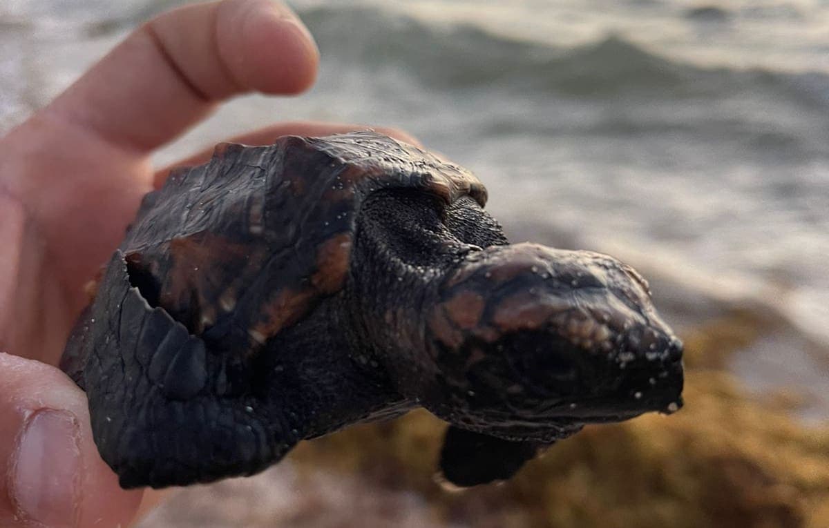 VIDEO: Rescatan una tortuga Carey atrapada en el sargazo en la Riviera Maya