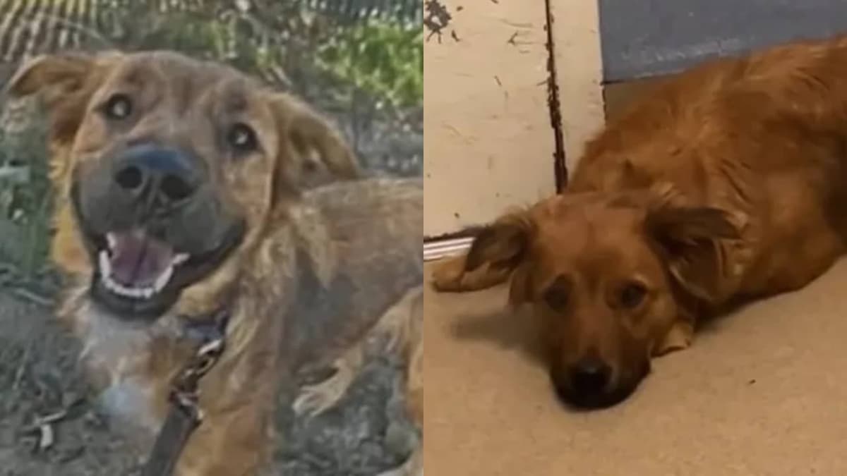 Video: Devuelven a perrita a refugio y cae en depresión