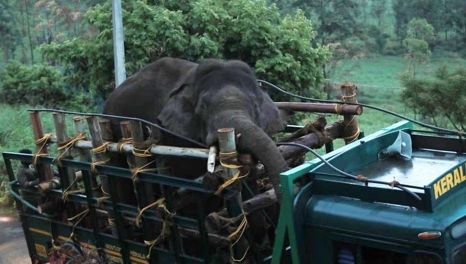 En India, capturan a elefante que mató a seis personas y robó arroz de almacenes