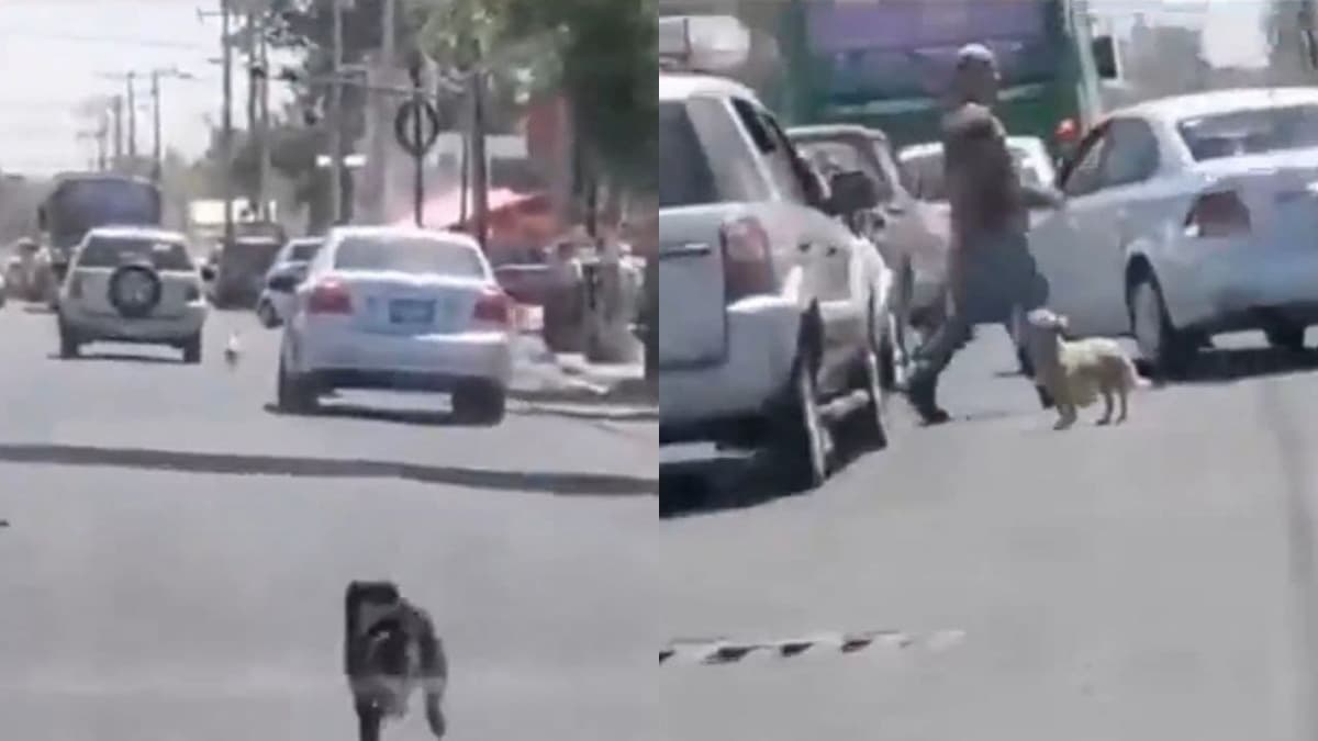 Video: Mujer abandona a sus perros en calles de Guadalajara