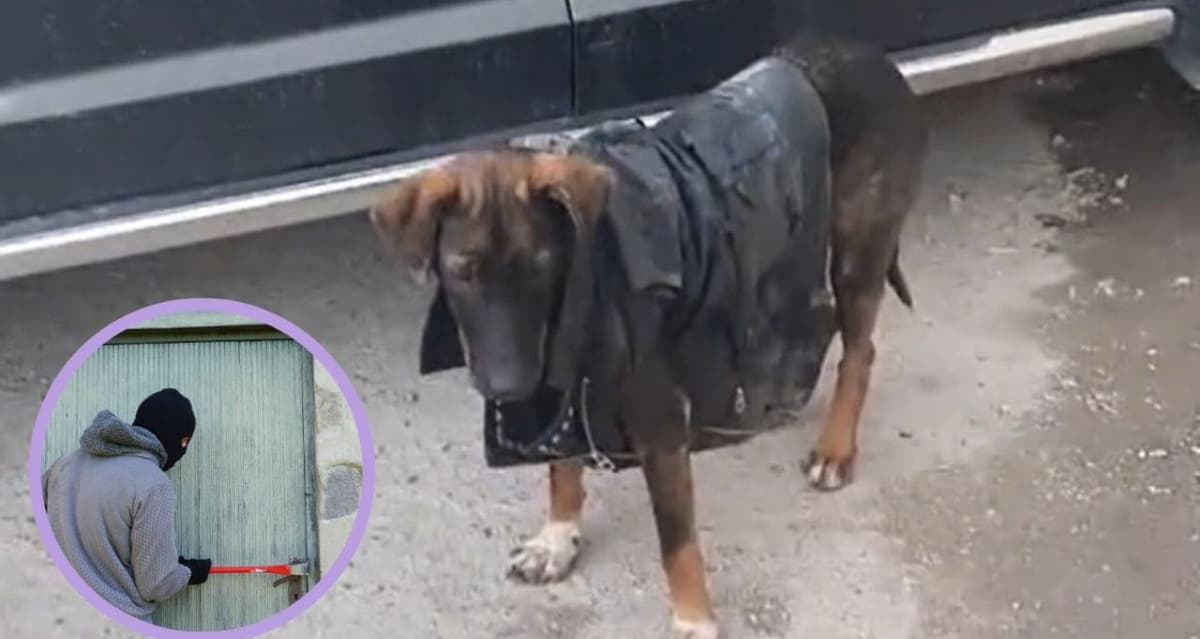 Detienen a perro “rockero” que robaba casas en compañía de su dueño