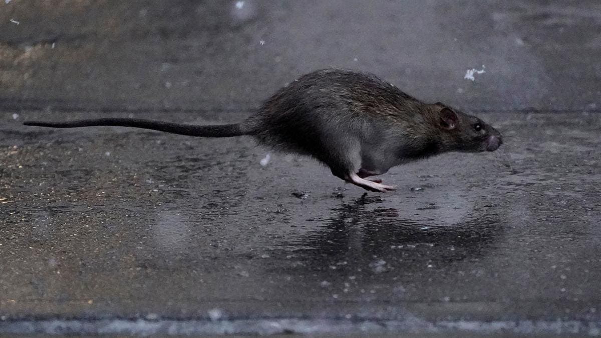 Nueva York nombra a una jefa 'matarratas' ante la plaga de roedores en la ciudad