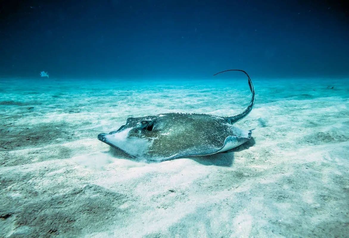 Denuncian mutilación de mantarrayas en playas por Semana Santa