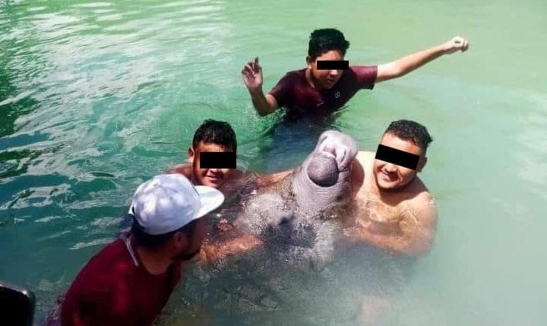 Visitantes invadieron hábitat de "Dani" el manatí; dañan a especie protegida en Chetumal