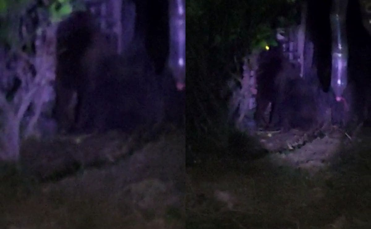 VIDEO: Gorila suelto causa alerta en Hidalgo