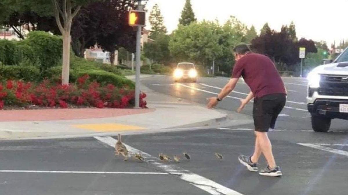 Hombre muere atropellado por intentar ayudar a una familia de patitos a cruzar la calle