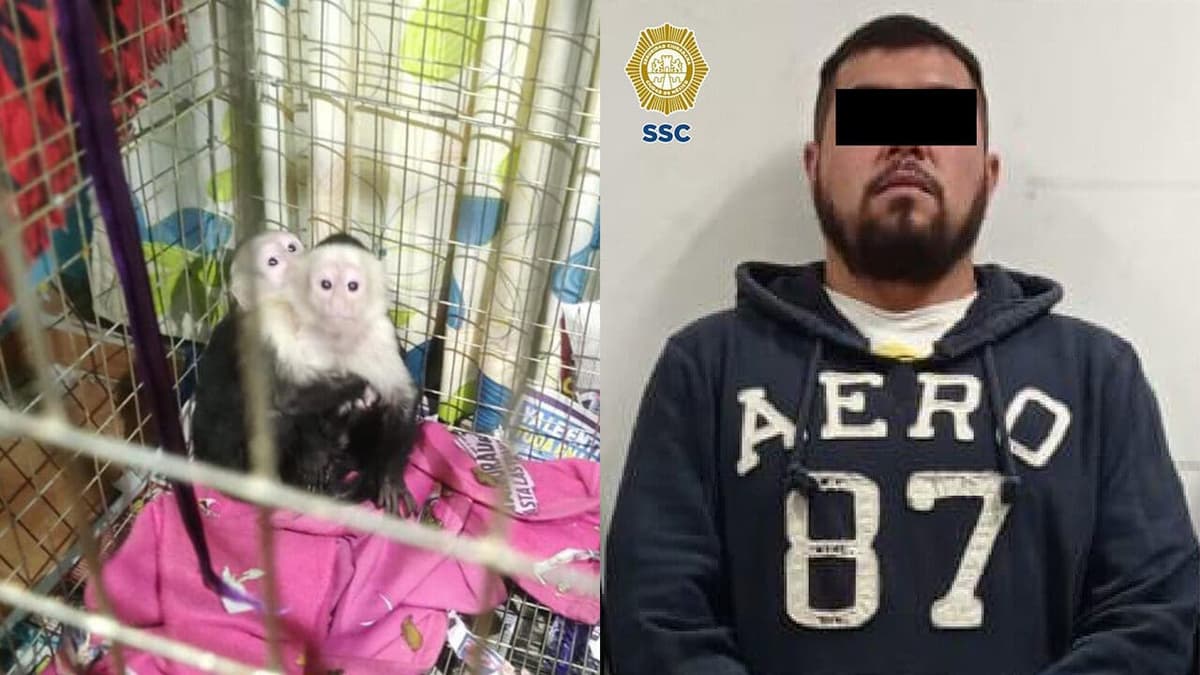 Rescatan mil 500 especies de animales exóticos en inmuebles de CDMX