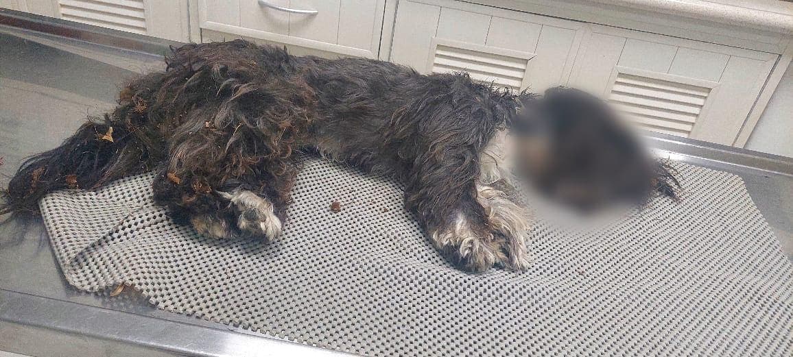 Dos pitbulls matan a perrito en Playa del Carmen: su dueña los dejaba sueltos