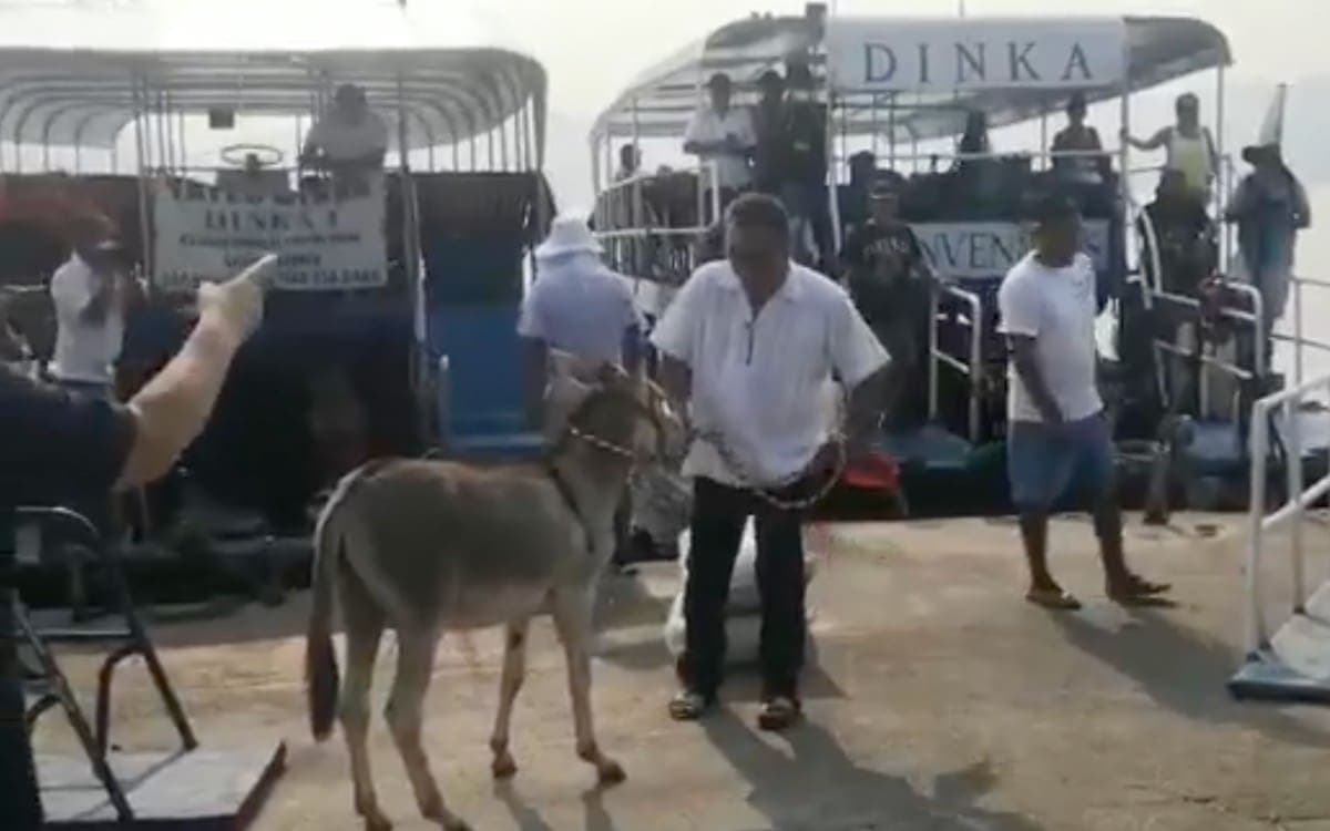 VIDEO: Piden rescatar a 'Manuelín', burro al que obligan a tomar cerveza en Acapulco