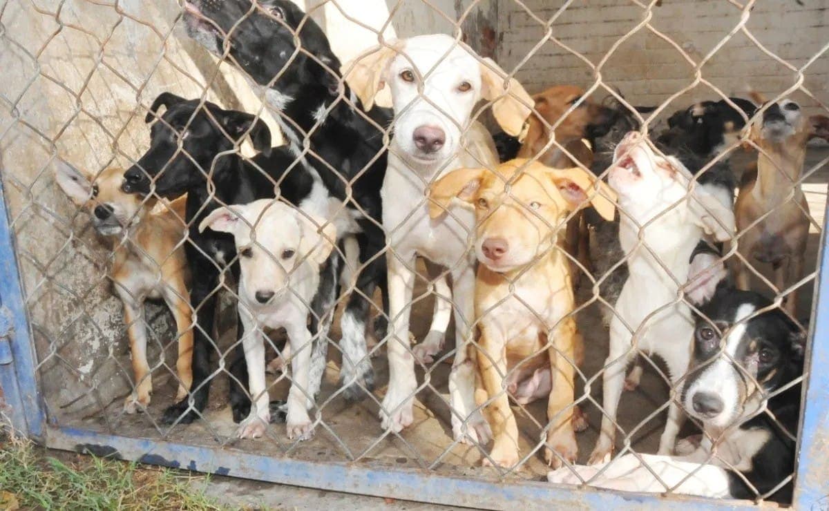 Prohibirán en casas de Querétaro criaderos de mascotas