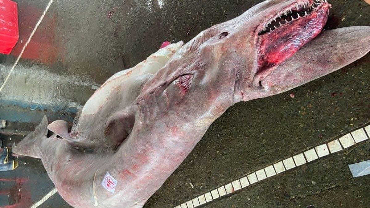 Capturan al tiburón duende más grande en la historia de Taiwán 